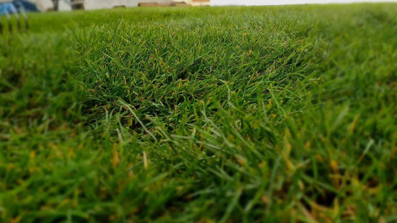 amenagement exterieur saint hilaire de riez